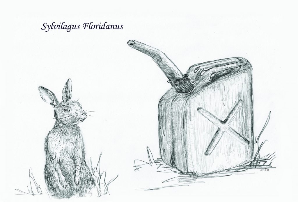 Eastern cottontail rabbit